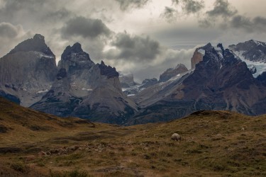 7P8A0688 Torre del Paine NP Patagonia Chile