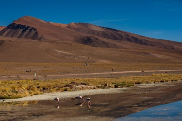 7P8A7677 Flammingos Laguna Santa Rosa Parque Nacional Tres Cruces Desierto de Atacama Chile