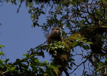 8R2A5761 Golden Monkey Mgahinga NP South Uganda