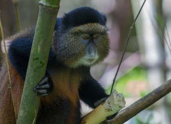 8R2A5772 Golden Monkey Mgahinga NP South Uganda
