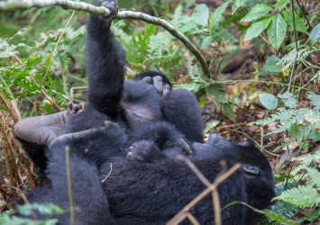 8R2A6334 Gorilla Bwindi NP Southwest Uganda