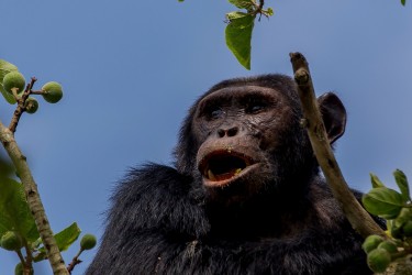 8R2A6519 Chimp Kyambura Gorge Queen Elizabeth NP West Uganda