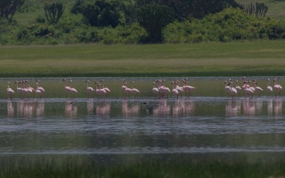 8R2A7264 Flamingo Salt Lake Katwe west Uganda