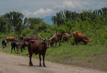8R2A7295 Long horn Cattle Q.E.NP West Uganda