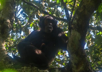 8R2A7917 Chimps Kibali NP West Uganda