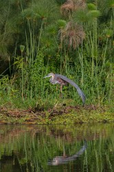 8R2A8523 Goliath Heron Murchison Falls NP Northwest Uganda