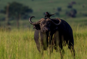 8R2A9046 Kaffir Buffalo Murchison NP Northwest Uganda
