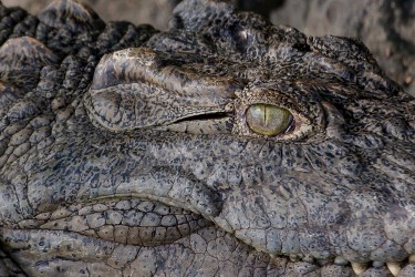 8R2A3447 Crocodile Liwonde NP Malawi