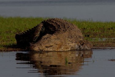8R2A3660 Crocodile Liwonde NP Malawi