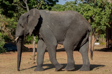 8R2A4947 Elephant Kasungu NP West Malawi