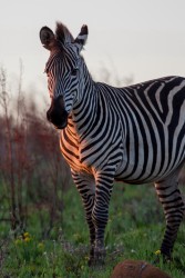 8R2A5786 Zebra Nyika NP  North Malawi