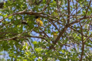 8R2A1347 Gorongosa NP Weaver Bird 2