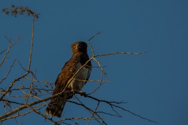 8R2A1513 Eagle .... Gorongosa NP Mozambique
