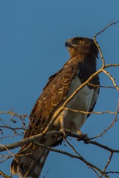 8R2A1522 Gorongosa NP Eagle 3