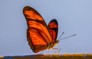 7P8A0074 Butterfly Amazonas Peru