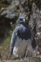 7P8A9632 Black chested Buzzard Eagle Cajamarca Northern Peru