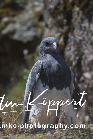 7P8A9632 Black chested Buzzard Eagle Cajamarca Northern Peru