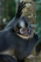 7P8A0931 Thomas Leaf Monkey Gunung Leuser NP North Sumatra Indonesia