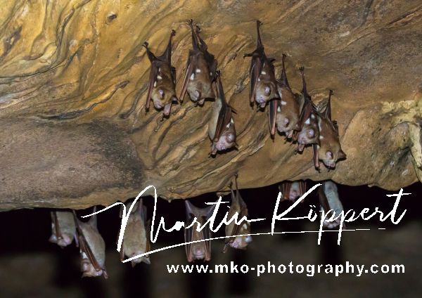 7P8A1958 Bats Gunung Leuser NP North Sumatra Indonesia