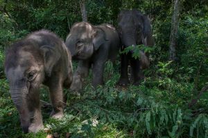 7P8A2526 Elephants Barumun NP Sumatra Indonesia