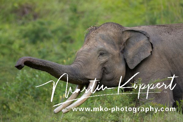 7P8A2587 Elephants Barumun NP Sumatra Indonesia