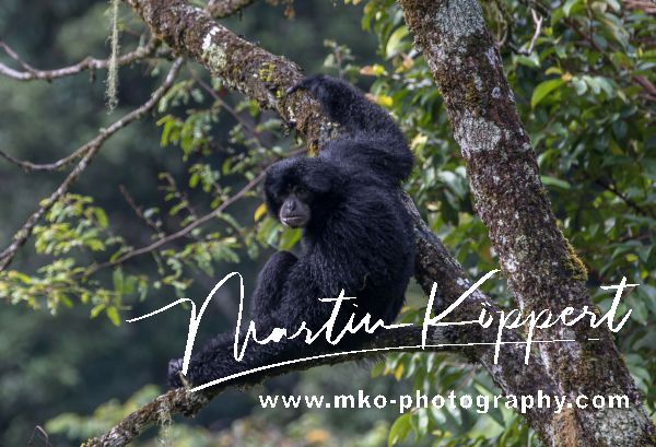 7P8A4160 Black Gibbon Kerinci Seblat NP South Sumatra