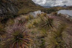 7P8A4472 El Cajas National Park Cordilleras de Andes Ecuador