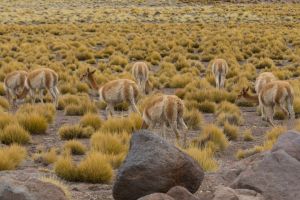 7P8A6220 Vicunas West Cordilleres Northern Chile
