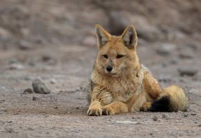 AI6I6256 Andean Fox  Andean Jackal West Cordilleres Northern Chile