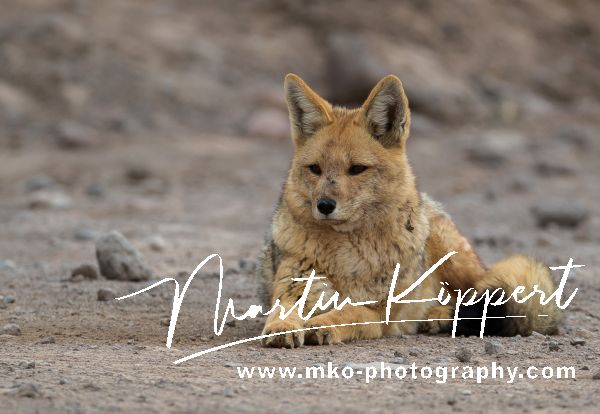 AI6I6256 Andean Fox  Andean Jackal West Cordilleres Northern Chile