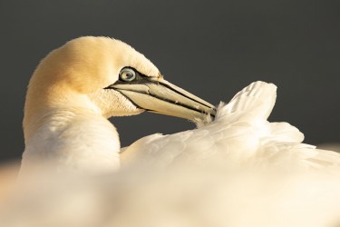 AO7I1090 Northern gannets  Helgoland  No