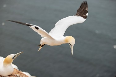 AO7I2198 Northern gannets  Helgoland  No