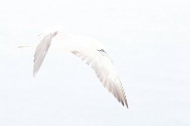 AO7I2370 Northern gannets  Helgoland  No
