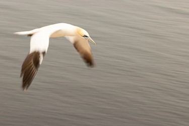 AO7I4580 Northern gannets  Helgoland  No