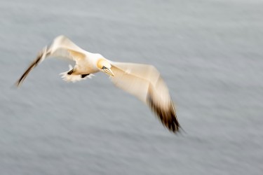 AO7I5004 Northern gannets  Helgoland  No
