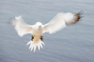 AO7I5057 Northern gannets  Helgoland  No