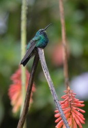 7P8A3081 Humming Bird Valle de Cocora Colombia
