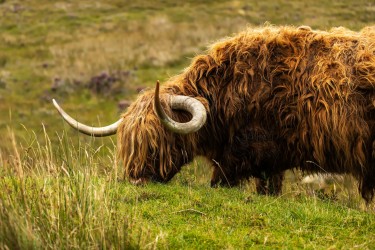 AO7I5924 Highland Cow Isle of Skye Scotland
