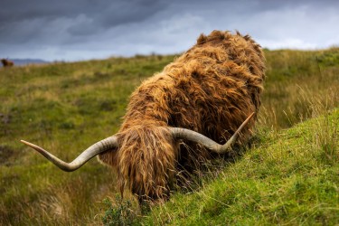 AO7I5931 Highland Cow Isle of Skye Scotland