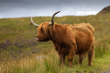 AO7I5946 Highland Cow Isle of Skye Scotland
