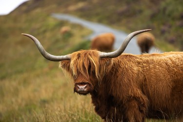 AO7I5969 Highland Cow Isle of Skye Scotland