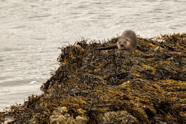 AO7I7051 Sea Otter Isle of Skye Scotland