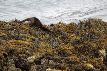 AO7I7093 Sea Otter Isle of Skye Scotland