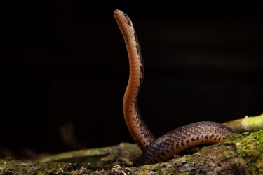 996A4855 Iridescent Ground Snake Choco Ecuador