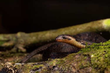 996A4868 Iridescent Ground Snake Choco Ecuador