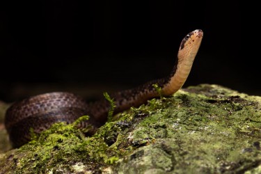 996A4902 Iridescent Ground Snake Choco Ecuador