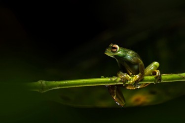 AO7I0078 Palmers Tree Frog Choco Ecuador
