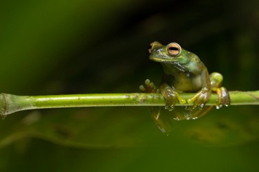 AO7I0081 Palmers Tree Frog Choco Ecuador