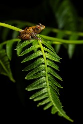 AO7I1465 Narupa Rain frog Sumaco Reserve Ecuador