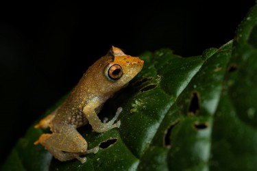 AO7I1493 Narupa Rain frog Sumaco Reserve Ecuador